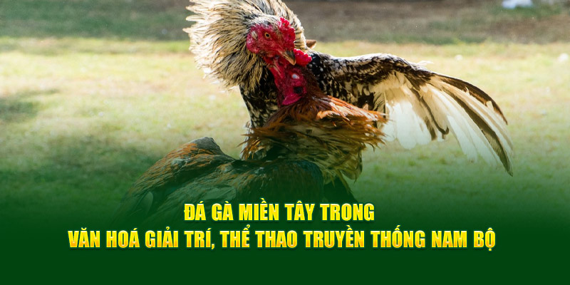Đá Gà Miền Tây - Thông Tin Cơ Bản, Luật Chơi Từ God88 1 da-ga-mien-tay-trong-van-hoa-giai-tri-the-thao-truyen-thong-nam-bo