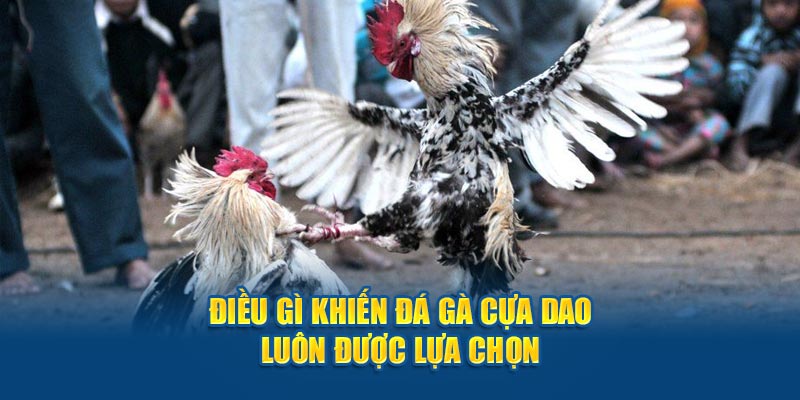 2 dieu-gi-khien-da-ga-cua-dao-luon-duoc-lua-chon