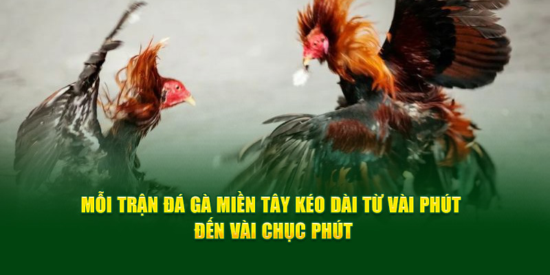 Đá Gà Miền Tây - Thông Tin Cơ Bản, Luật Chơi Từ God88 3 moi-tran-da-ga-mien-tay-keo-dai-tu-vai-phut-den-vai-chuc-phut