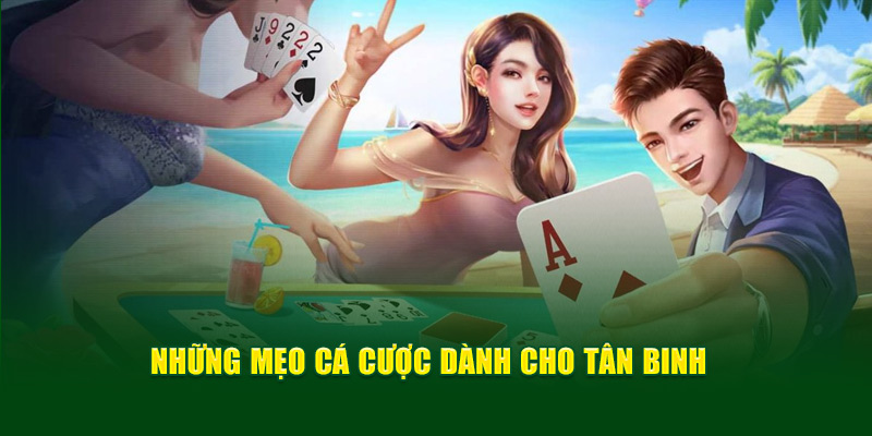 Cách Chơi Tiến Lên Kiếm Thưởng Cực Khủng Mỗi Ngày Tại God88 3 nhung-meo-ca-cuoc-danh-cho-tan-binh